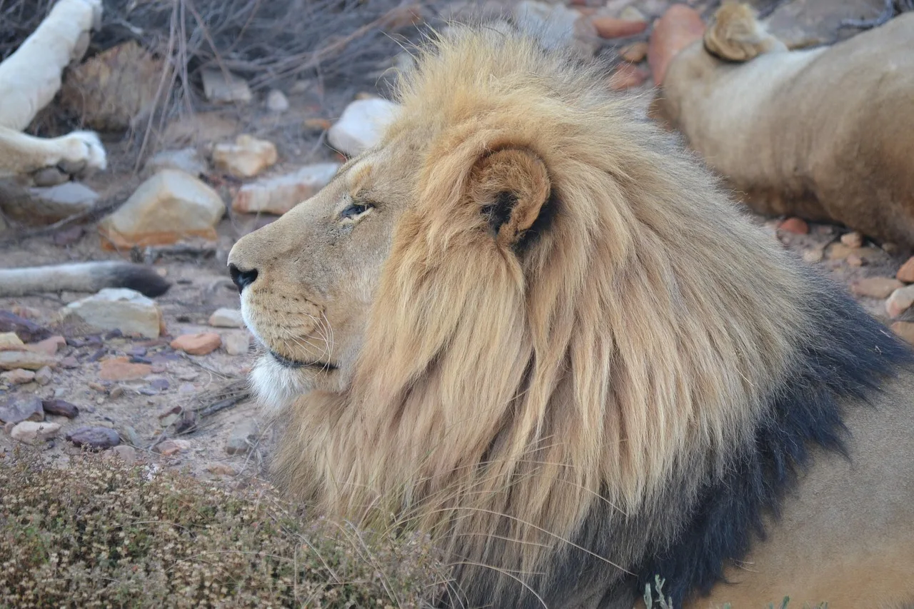 Aslan kralı doğada – kahverengi erkek aslan fotoğrafı