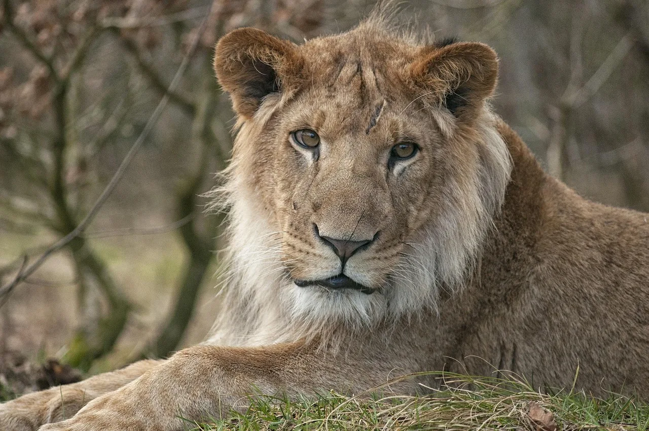 Aslan kralı doğal ortamda - vahşi hayvan fotoğrafı