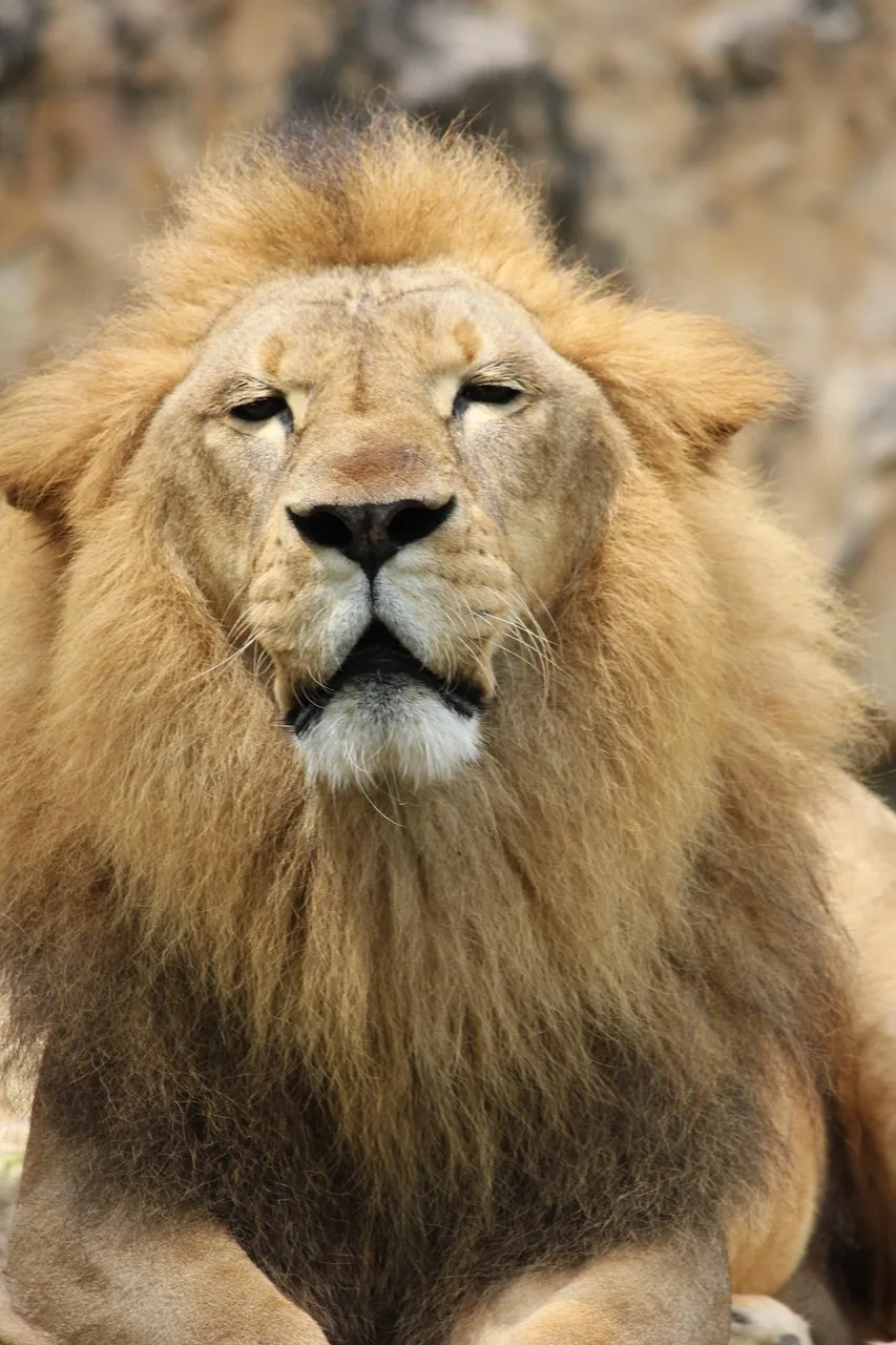 Aslan manzaralı vahşi doğa fotoğrafı - güçlü büyük kedi