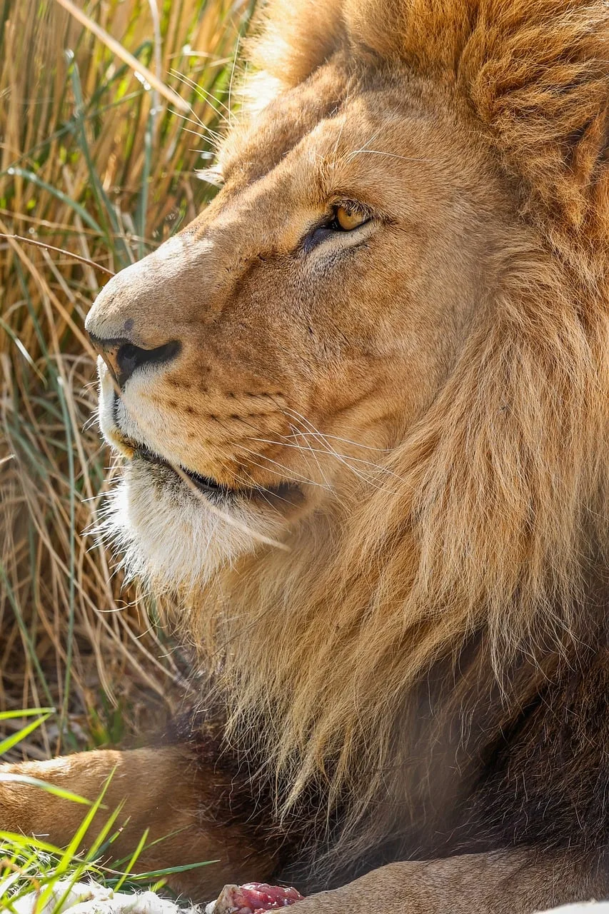 Aslan portresi vahşi doğa fotoğrafı