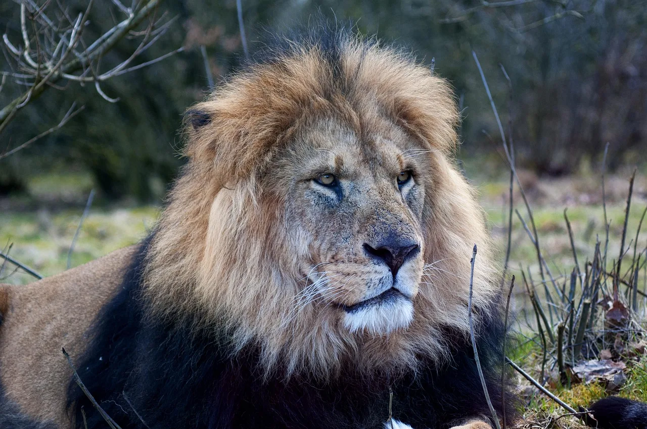 Aslan portresi - vahşi hayvan zoo fotoğrafı