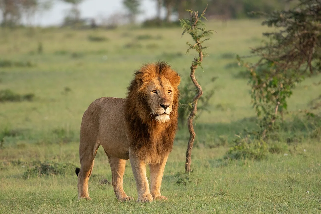 Aslan vahşi ortamdaki doğal portresi - Afrika savanası