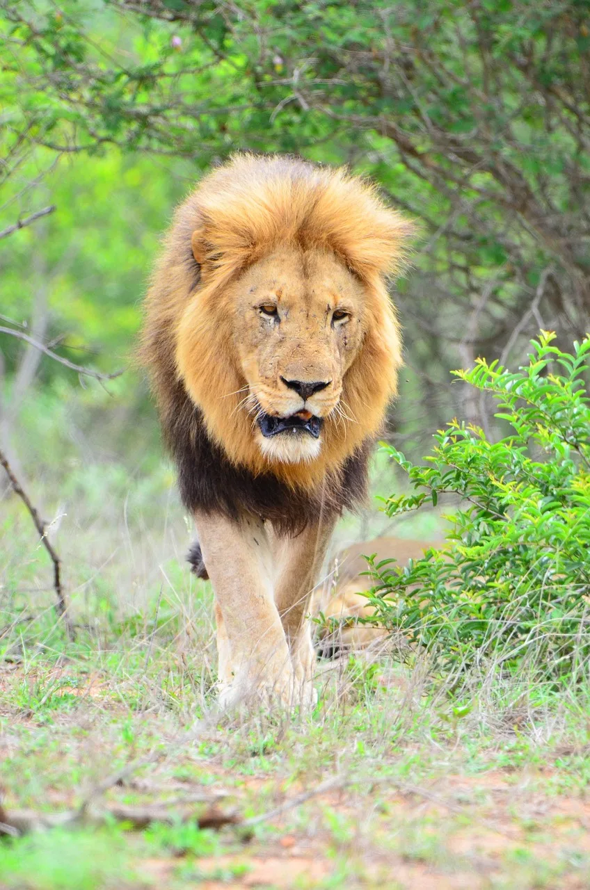Aslan yürüyüşü Kruger Ulusal Parkı - vahşi doğa