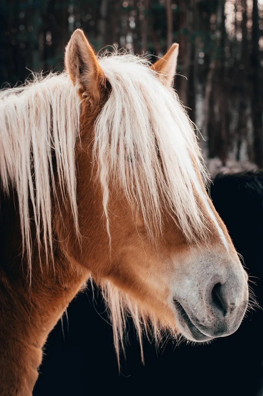 At ve pony portresi - doğal arka plan