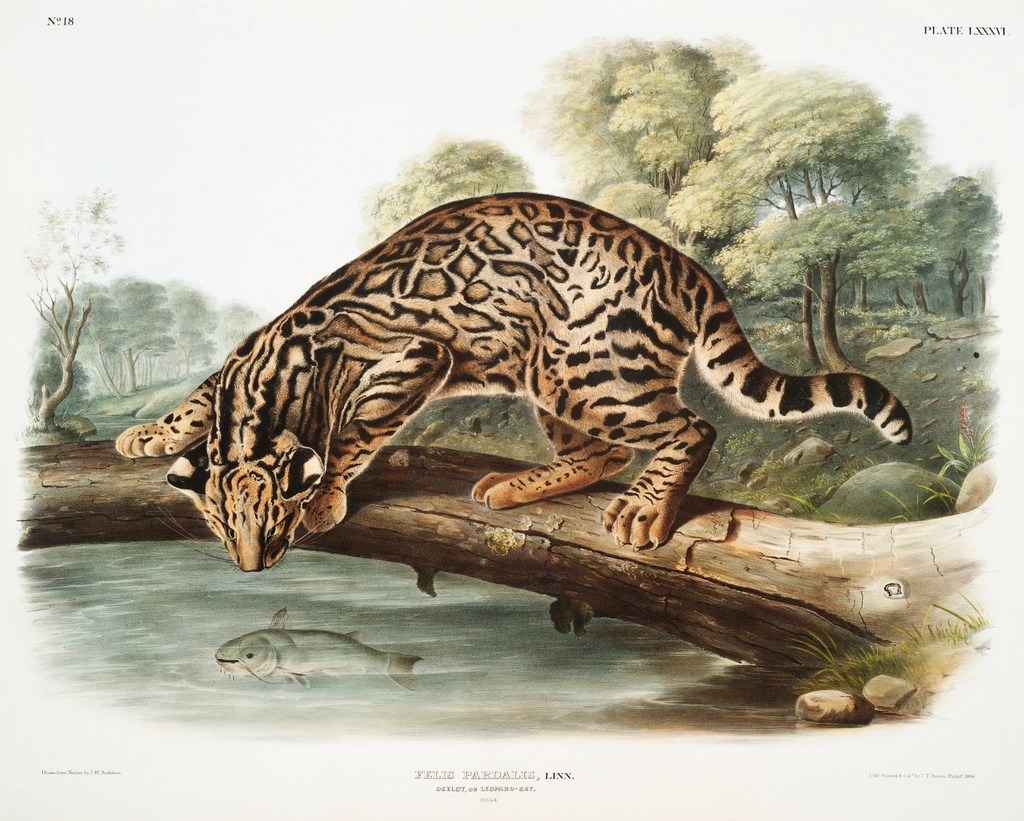 Audubon Tarzı Antik Oselot Tablosu: Ormanda Balık Avlayan Vahşi Kedi
