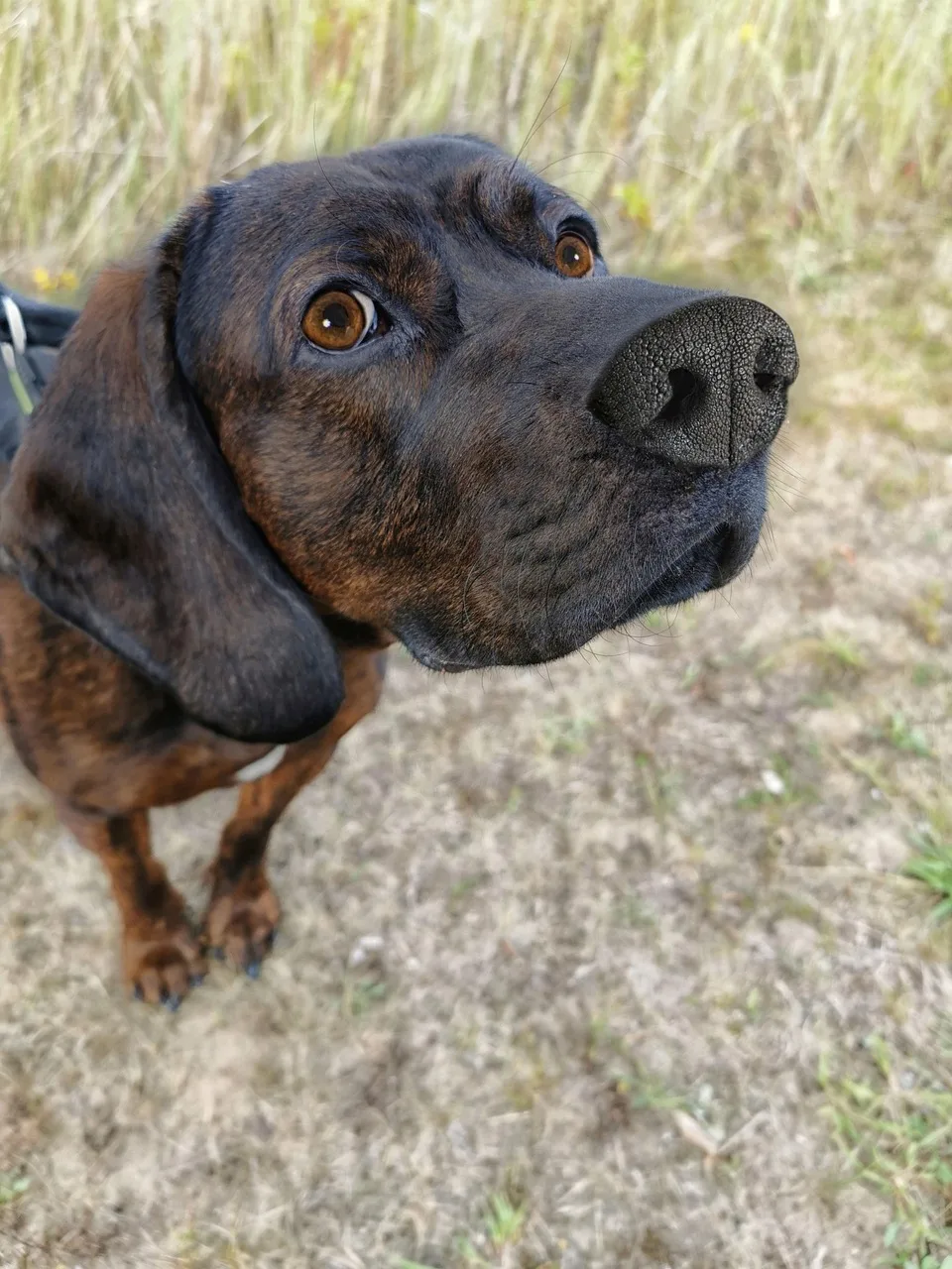 Av köpeği portre fotoğrafı odaklı burun