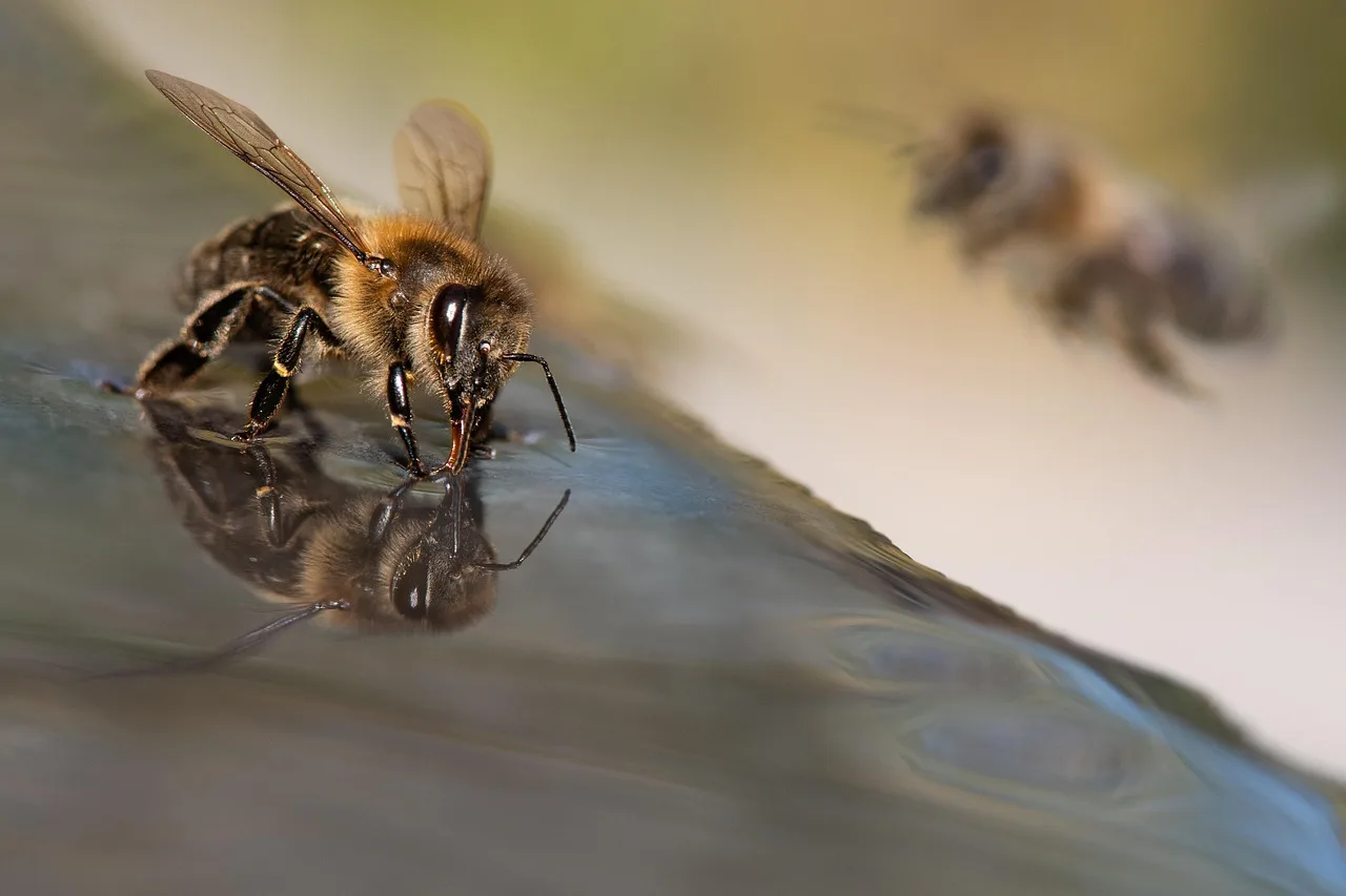Avrupa bal arısı makro su yansıması portresi