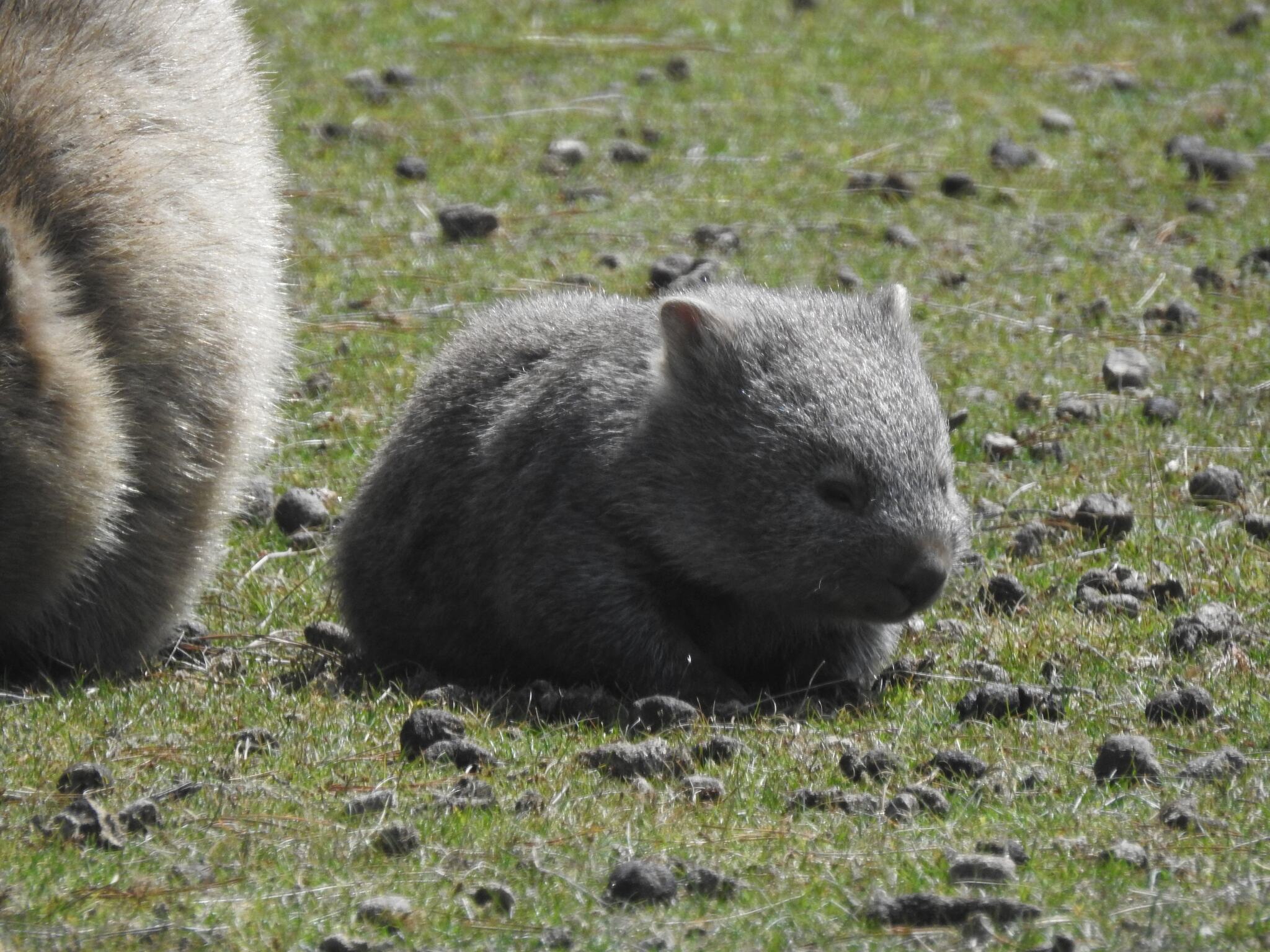 Avustralya Çimenlerinde Yavru Wombat ve Sakin Doğal Yaşam Anı