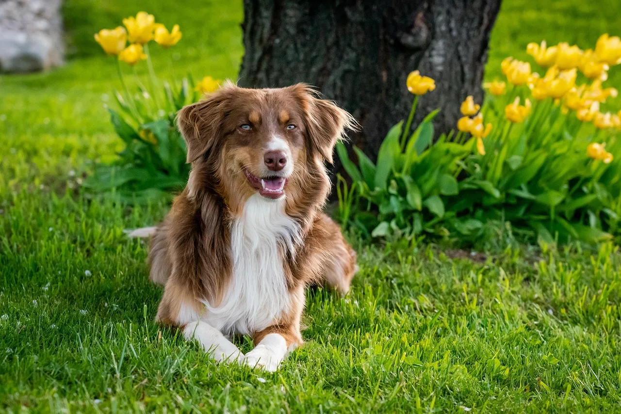 Avustralya çoban köpeği bahçede lale arasında