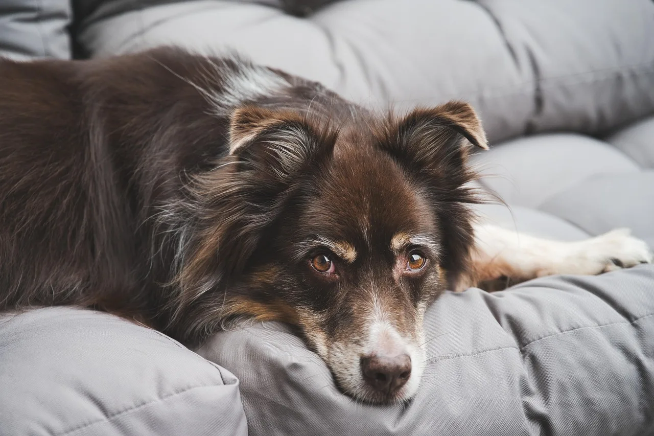 Avustralya çoban köpeği yatarken portre fotoğrafı - sadık evcil hayvan