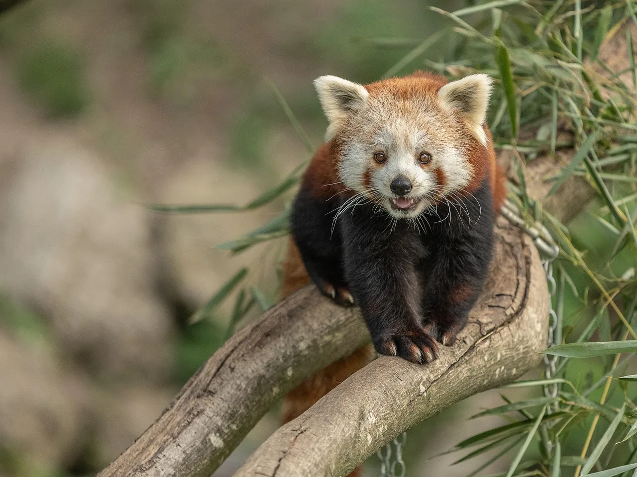 Avusturya hayvanat bahçesindeki panda - sevimli ziyaretçi