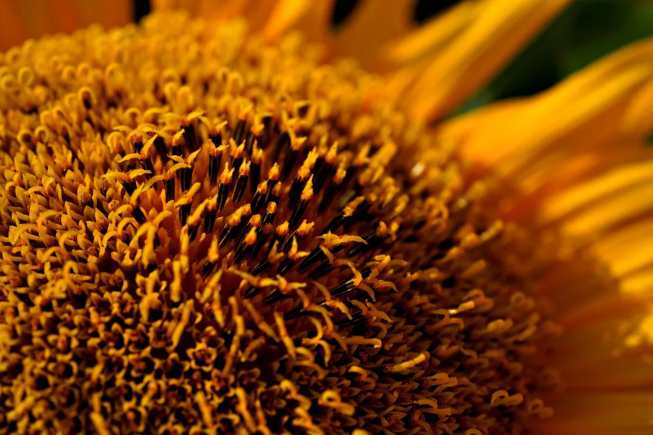 Ayçiçeği makro fotoğrafı - sarı çiçek detayı