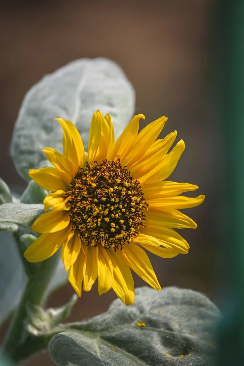 Ayçiçeği makro fotoğrafı - yaz baharı