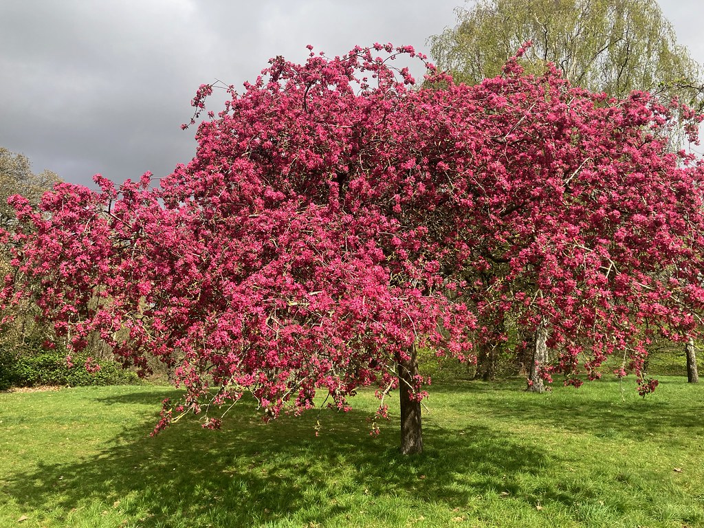 Baharda Pembe Çiçeklerle Büyüleyici Görünüme Sahip Ağaç ve Yeşil Park