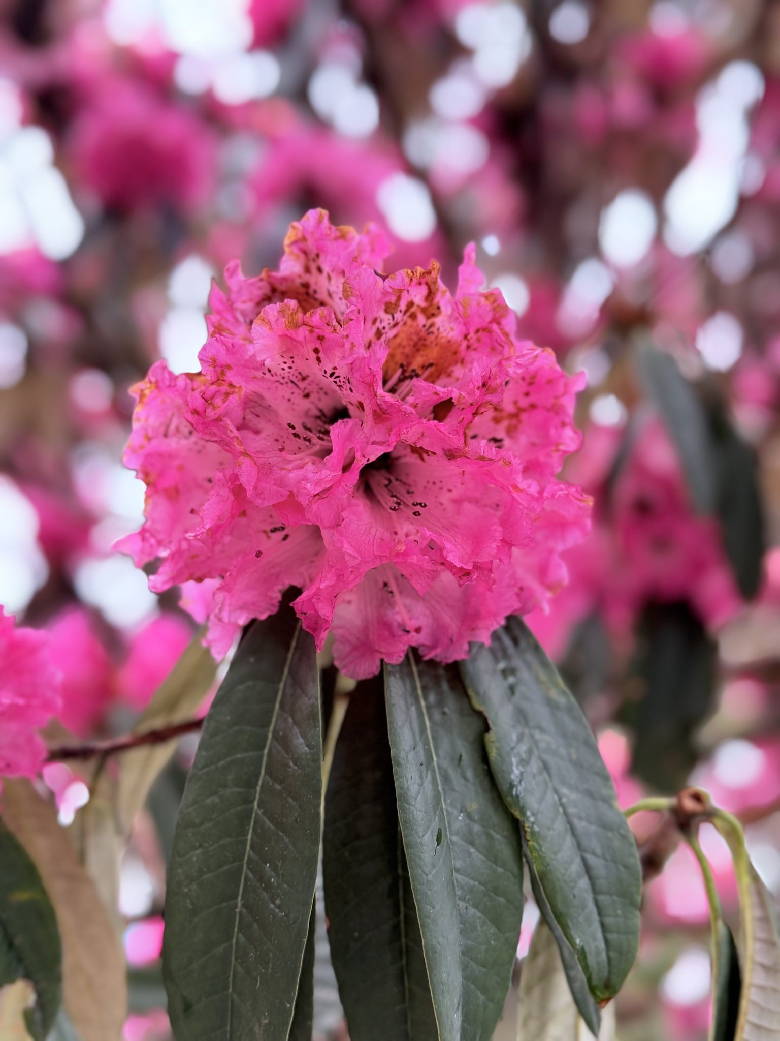 Baharı Müjdeleyen Canlı Pembe Rododendron Çiçeği ve Koyu Yeşil Yapraklar