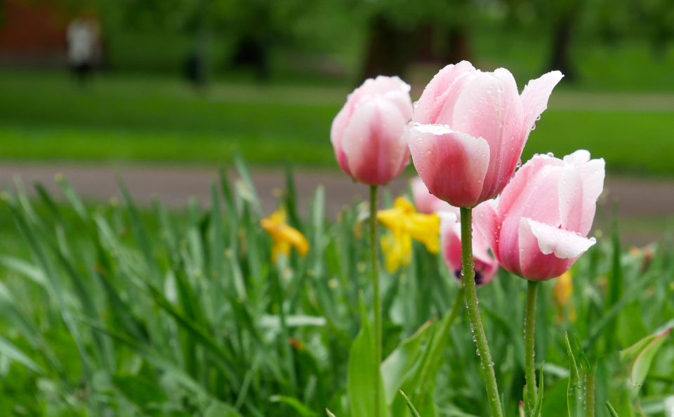 Baharı Sembolize Eden Pembe Laleler ve Yeşilin Uyumuyla Doğa Fotoğrafı