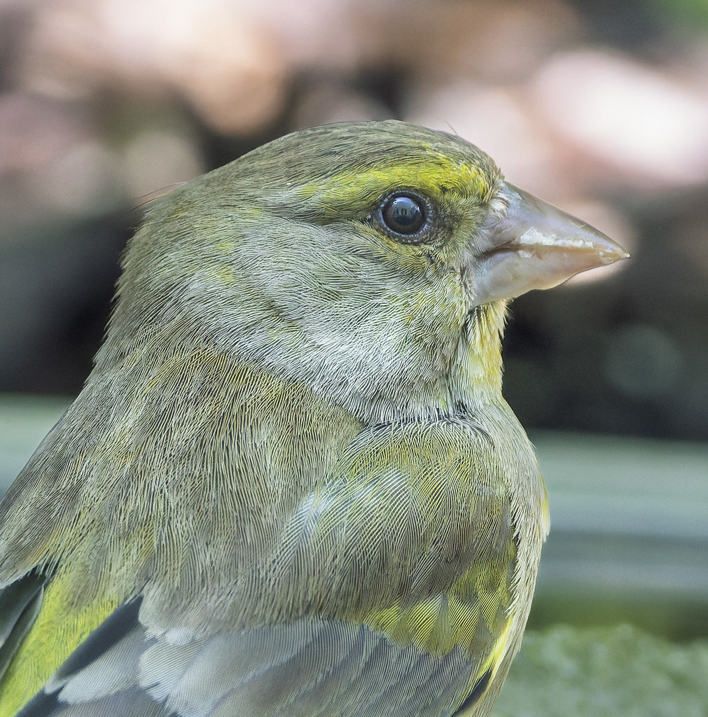 Baharın Renklerini Taşıyan Yeşil Tüylü Ötücü Kuşun Doğal Ortamda Yakın Çekimi