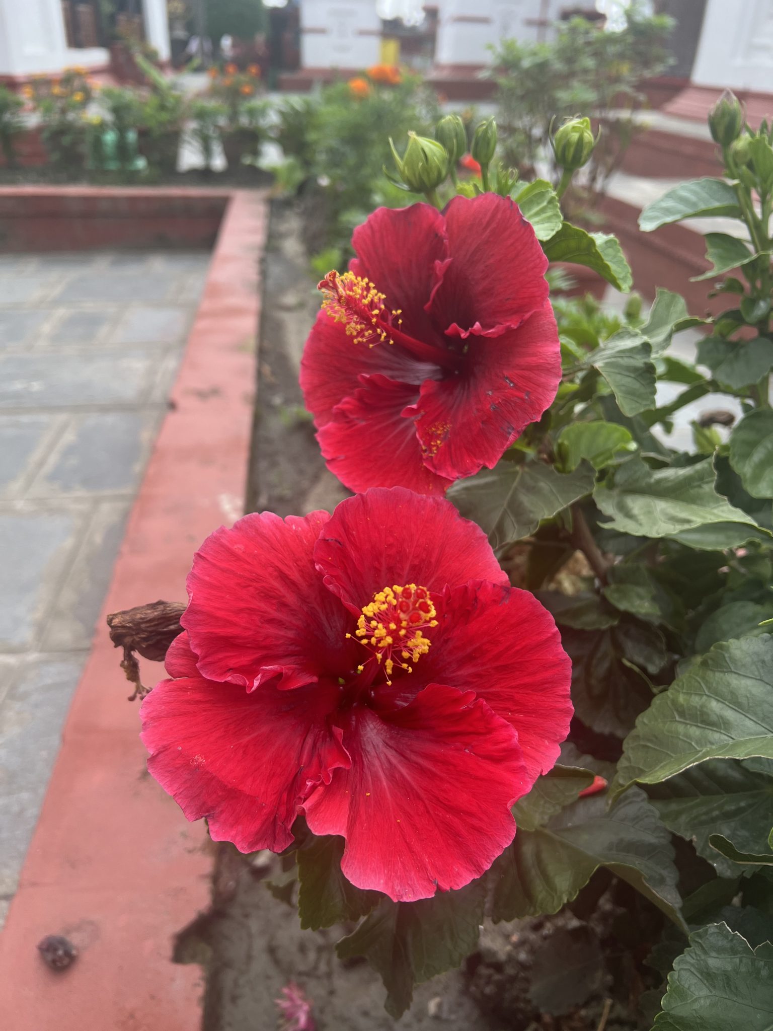 Bahçe Yolunda Parlayan Kırmızı Hibiscus Çiçekleri ve Yeşil Yapraklar