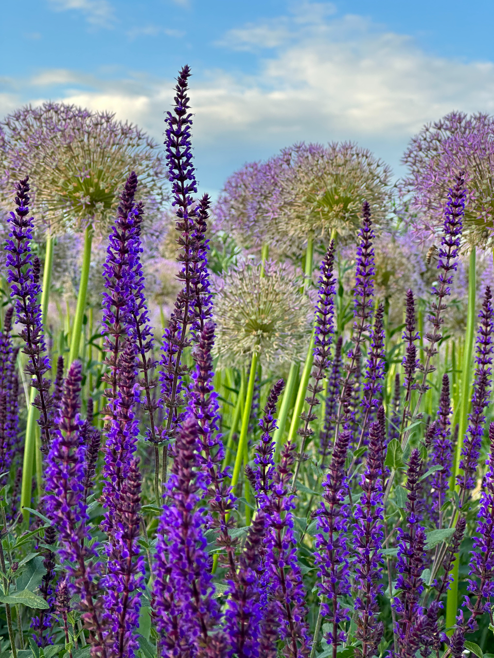 Bahçede Açan Mor Salvia ve Dev Allium Çiçekleriyle Büyüleyici Doğa Manzarası