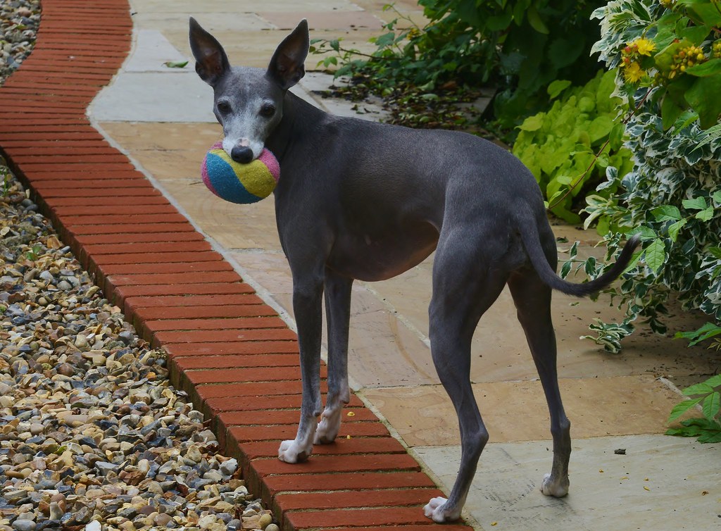 Bahçede Rengarenk Top Tutan Sevimli Gri İtalyan Greyhound Köpeği