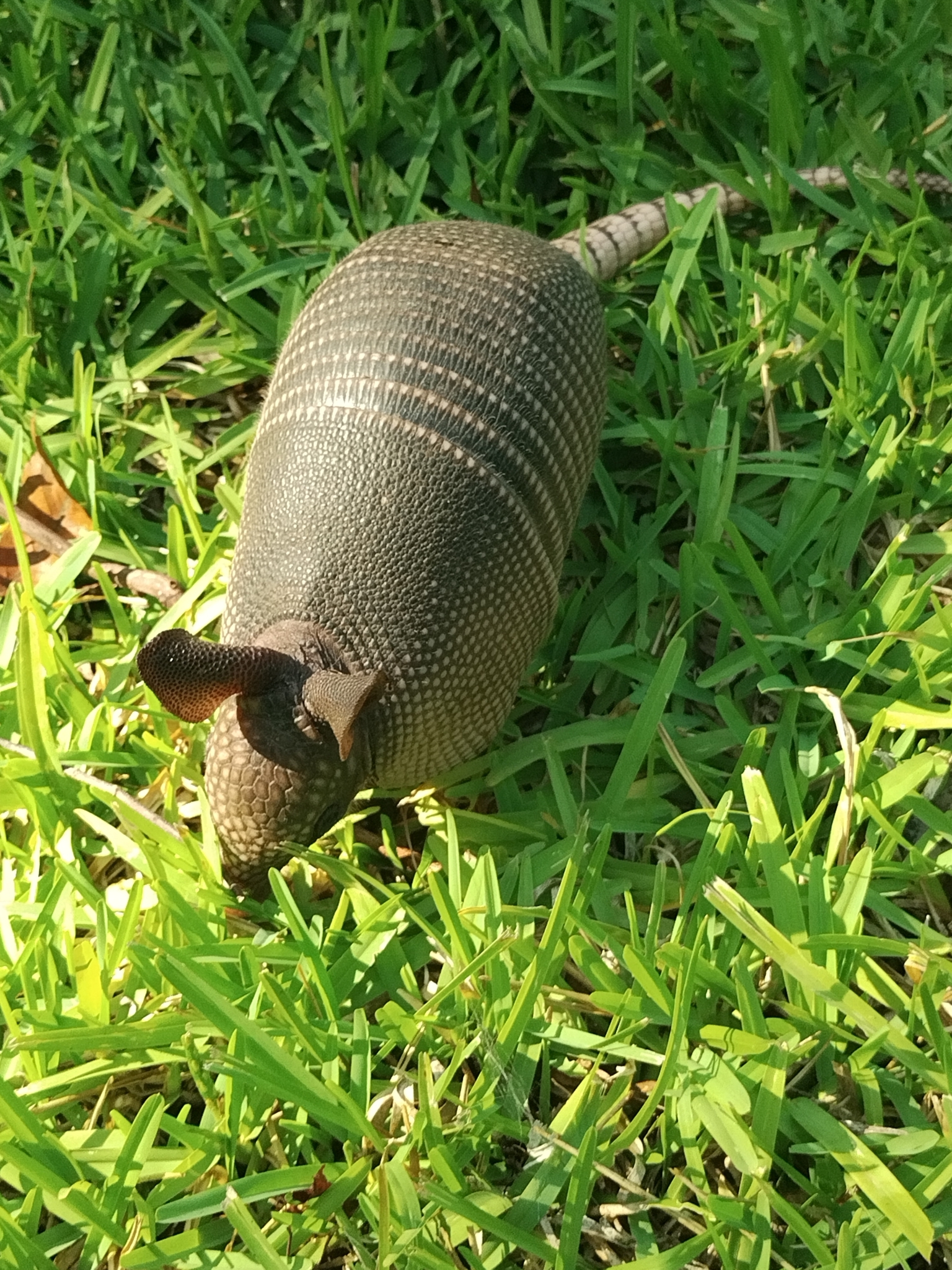 Bahçedeki yeşil çimlerin üzerinde merakla yürüyen dokuz bantlı armadillo