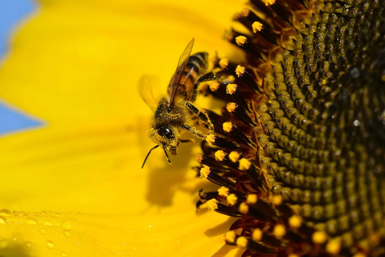 Bal arısı çiçek üzerinde makro fotoğraf