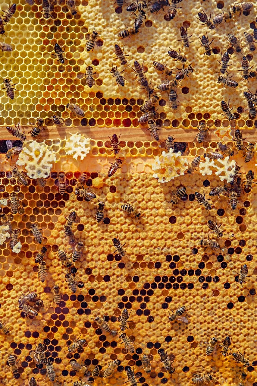 Bal arısı makro fotoğrafı - kanatlı böcek detay