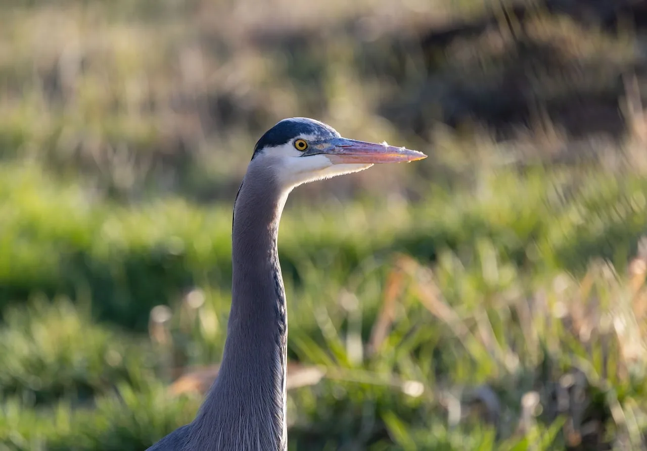 Balıkçıl kuşu marshland günbatımı manzarası - vahşi doğa
