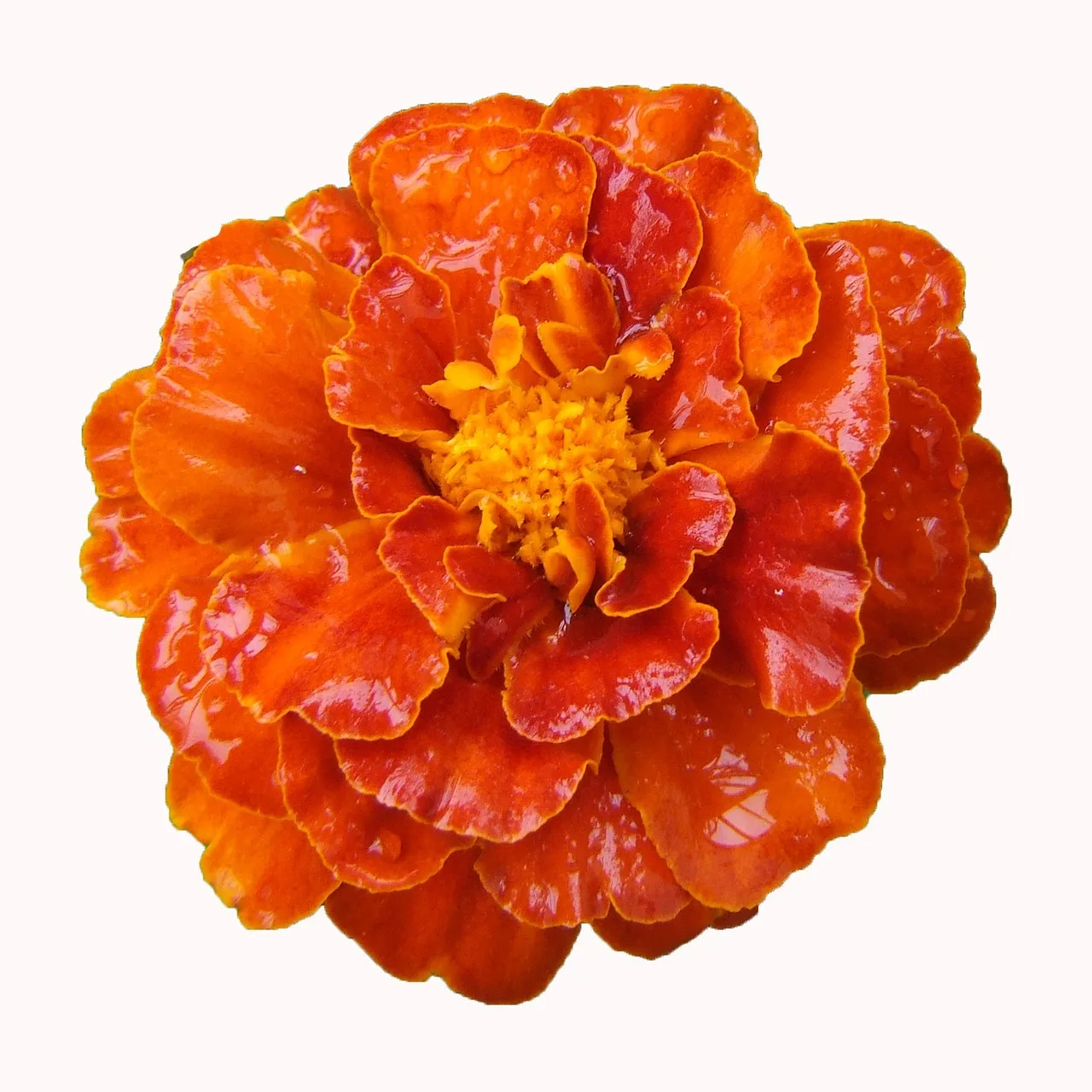 Balkonda tagetes çiçeği - canlı sarı çiçek