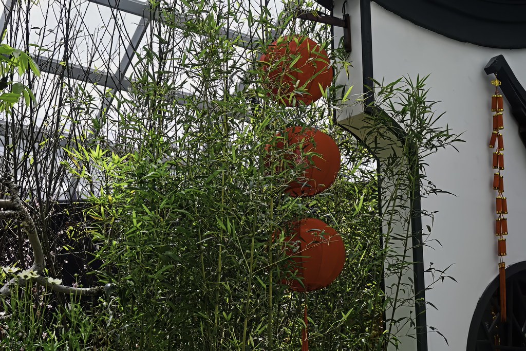 Bambu Ağaçları ve Kırmızı Fenerlerle Süslenmiş Serada Asya Bahçesi Atmosferi