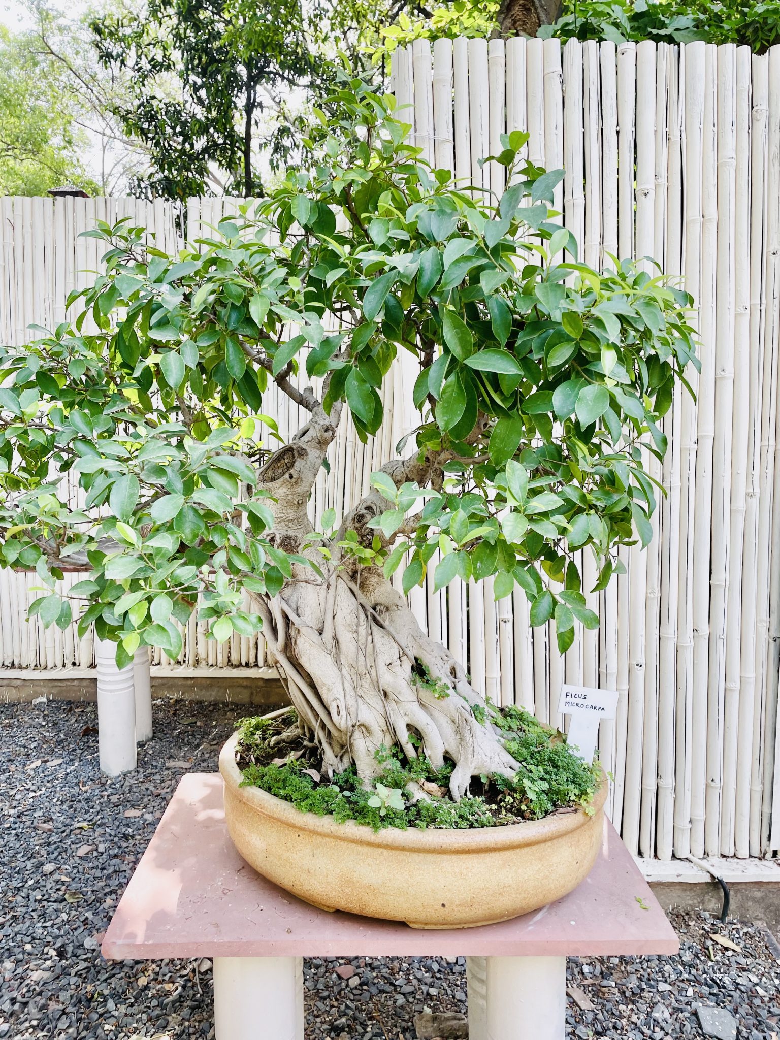 Bambu bahçede sakinleştirici bonsai ağacı ve doğal dekorasyon