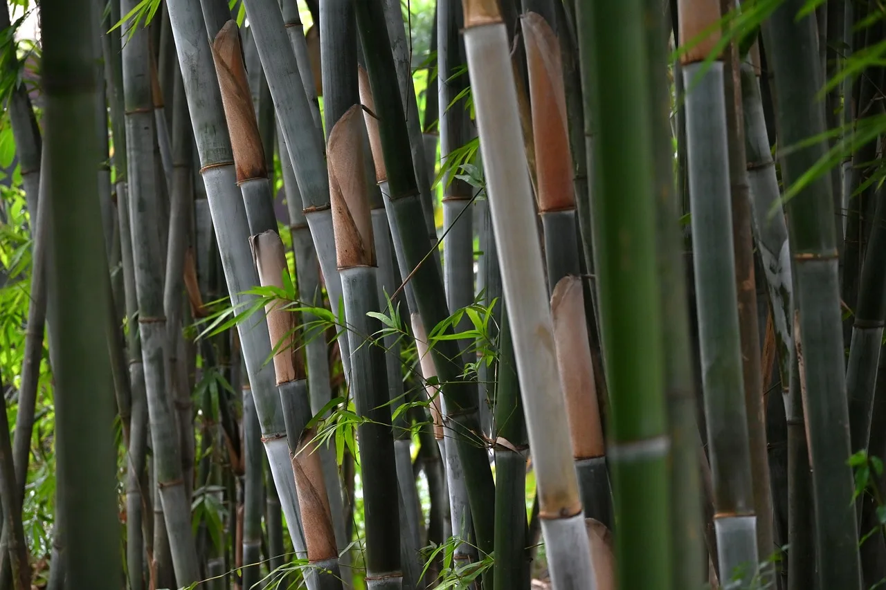 Bambu ormanı ışık gölge oyunu - doğal manzara