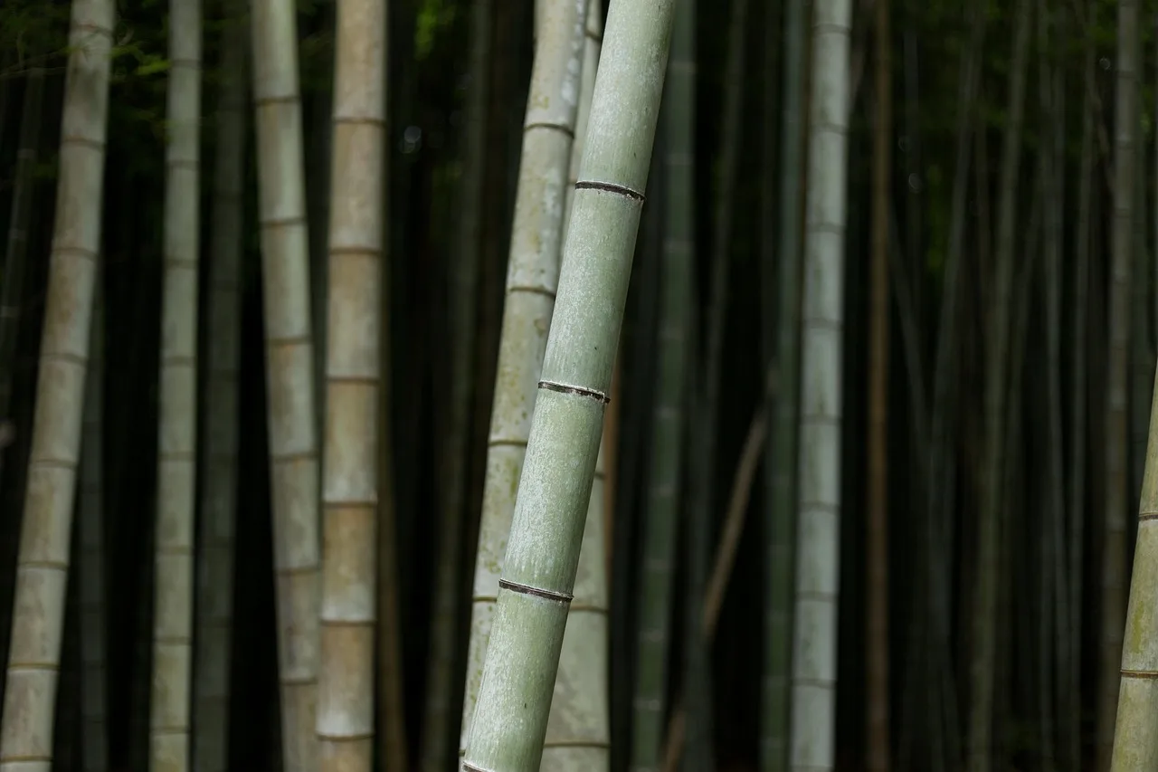 Bambu ormanı Kyoto doğası - yeşil bitki manzarası