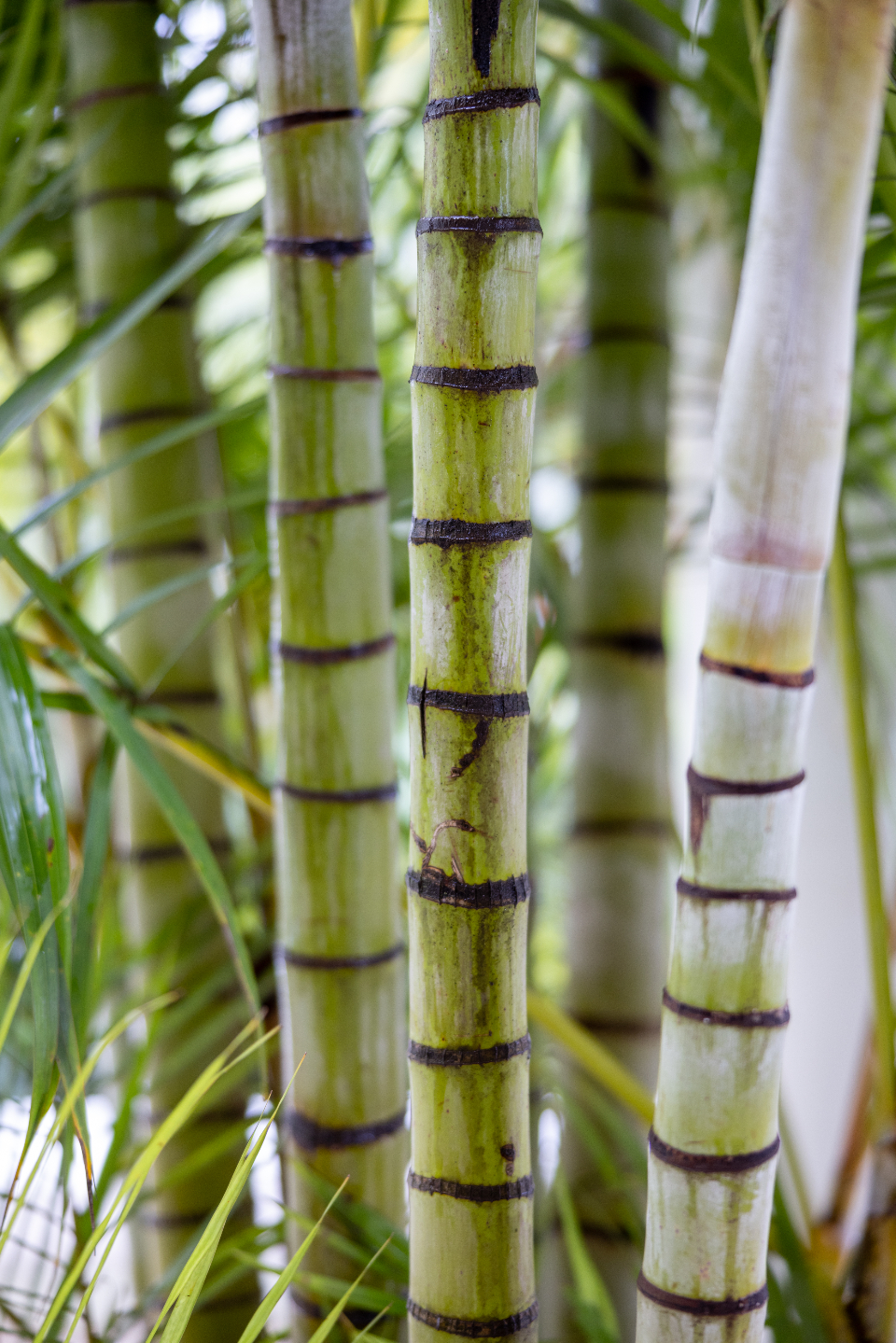 Bambu Ormanında Yeşil Gövdelerin Yakın Çekim Detayları ve Doğal Yapısı
