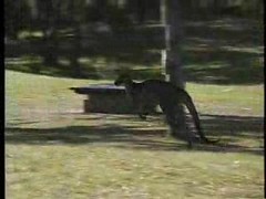 bankın üzerindeki iguana doğal park ortamında sürüngen hayvan çekimi