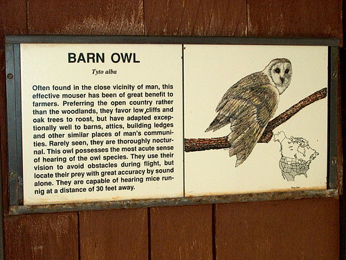 Barn owl türü hakkında eski bilgilendirme levhası ve detaylı baykuş illüstrasyonu