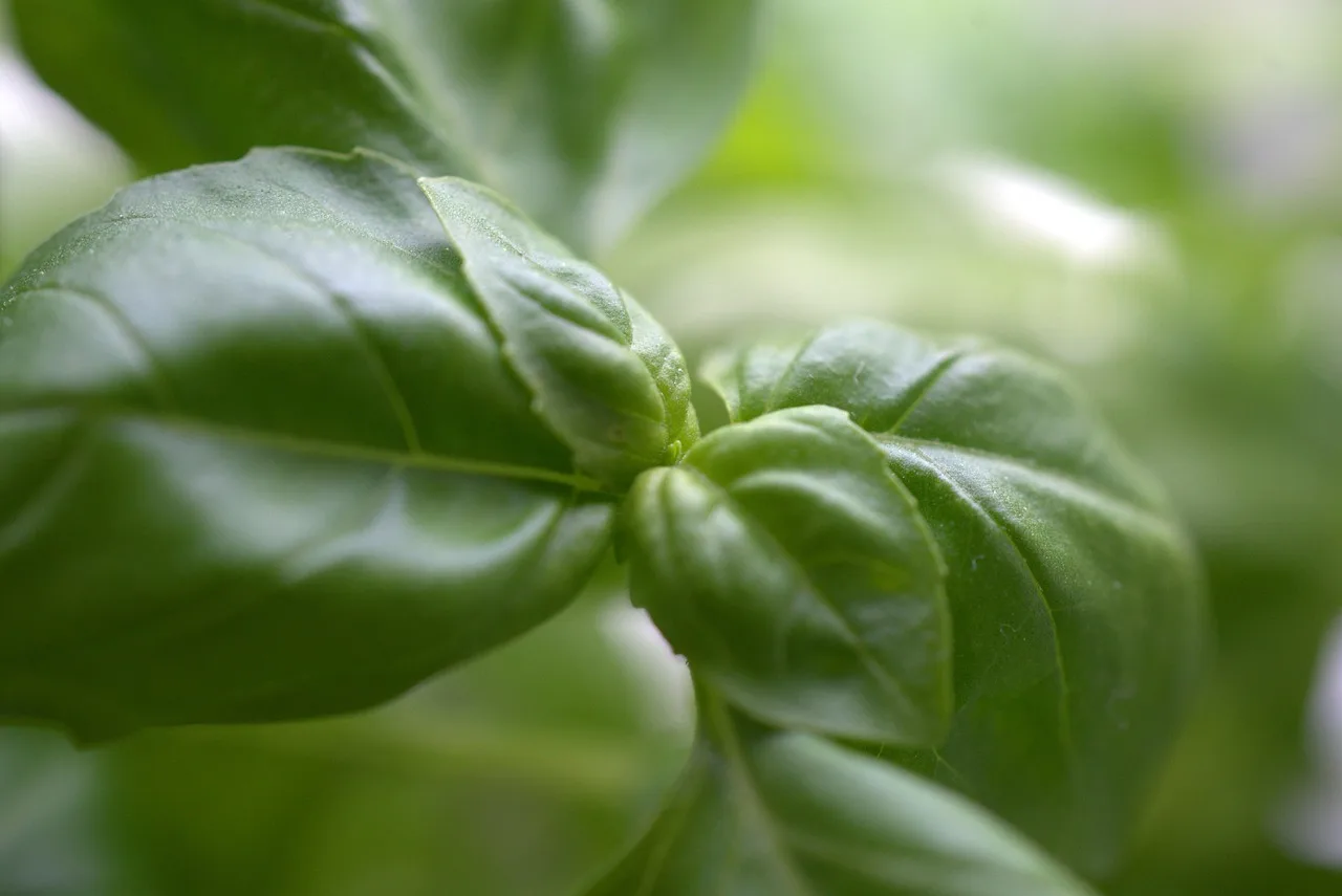 Basil yeşili taze otlu pesto fotoğrafı - doğal mutfak