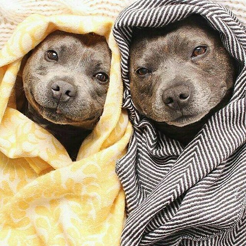 Battaniyeye Sarılmış Sevimli ve Komik İki Köpeğin Göz Kamaştıran Hali