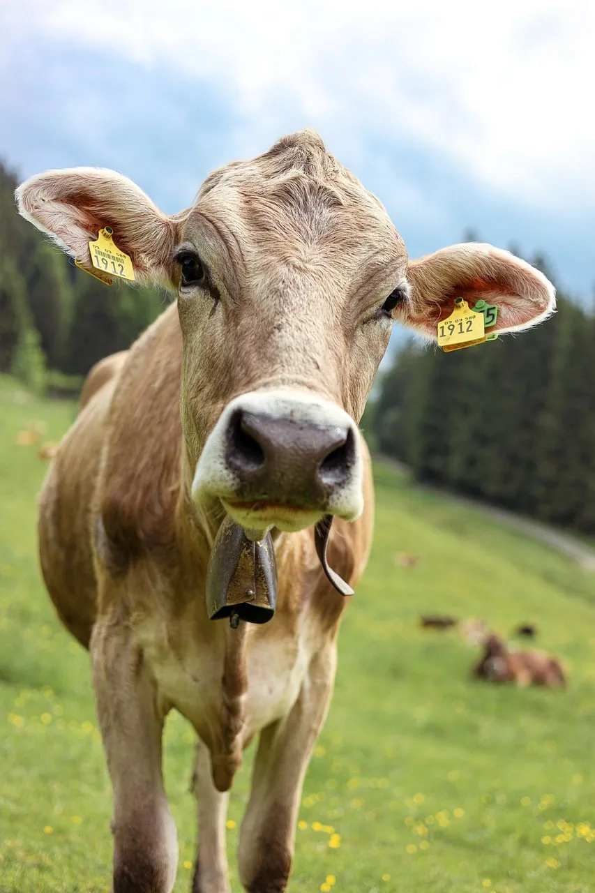 Bavyera alpleri dağ çayırlığı - pastoral manzara