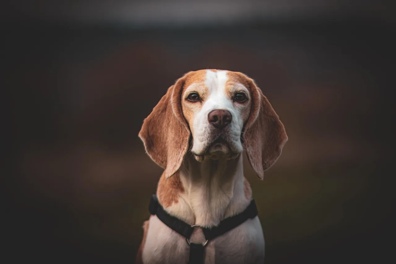 Beagle köpeği çiçekli çayırda portre fotoğrafı
