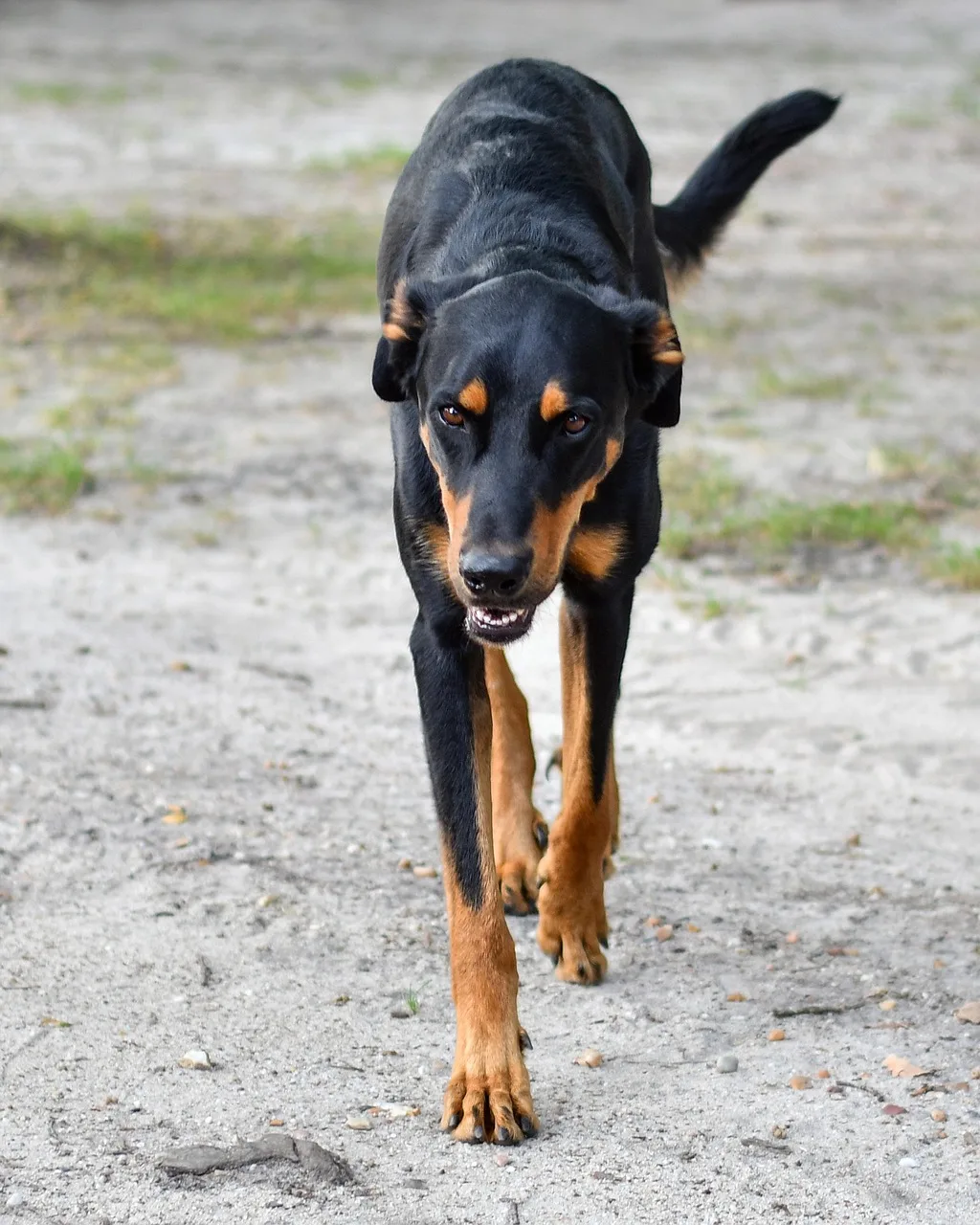 Beauceron köpeği gri yürüyüşte - doğa fotoğrafı
