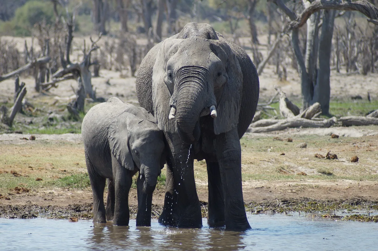 Bebek fil safaride - Botsvana Afrika manzarası
