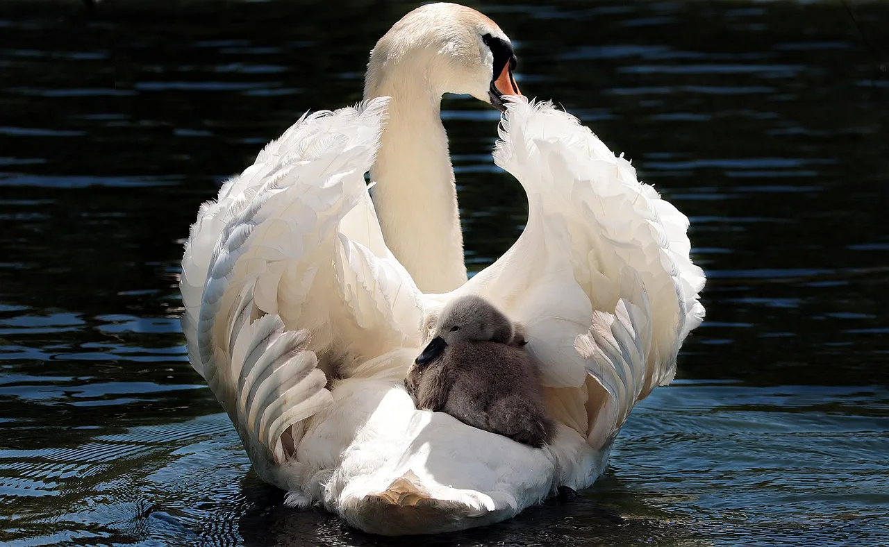Bebek kuğu gölde yüzüyor - doğal su kuşu