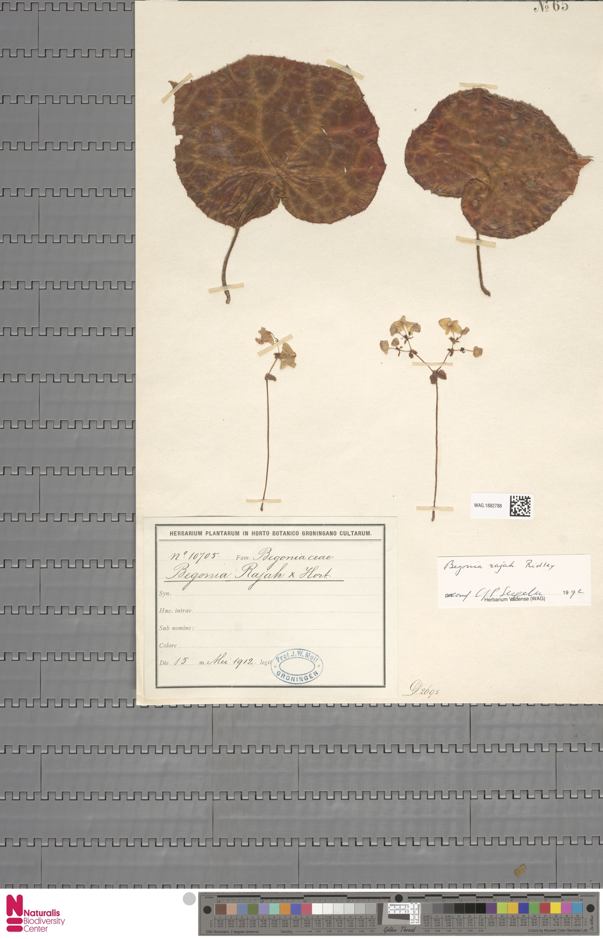 Begonia Herbarium Örneği: 1912 Tarihli Kurutulmuş Bitki Koleksiyonu