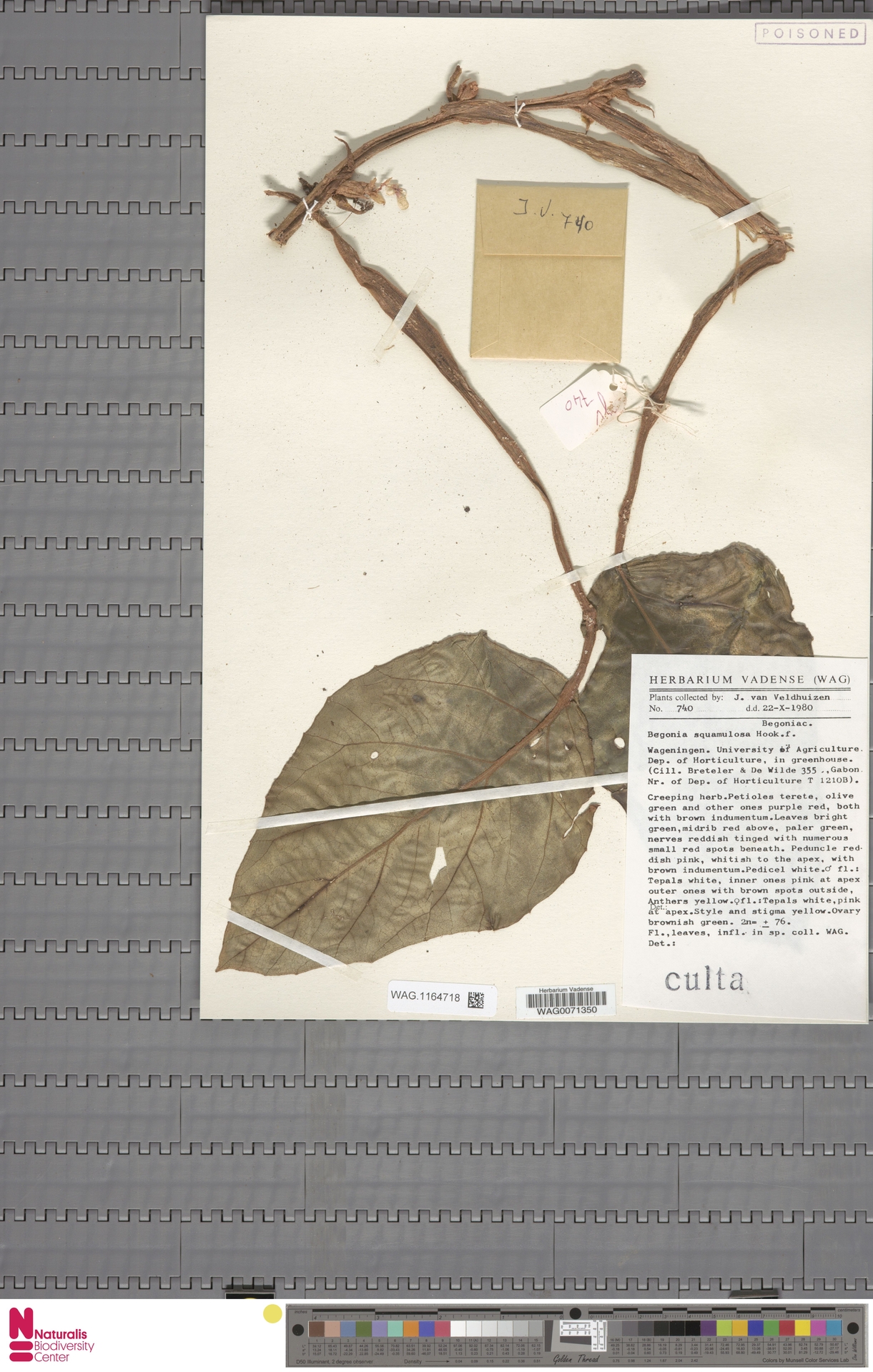 Begoniaceae Ailesine Ait Kurutulmuş Bitki Herbarium Örneği ve Botanik Arşivi