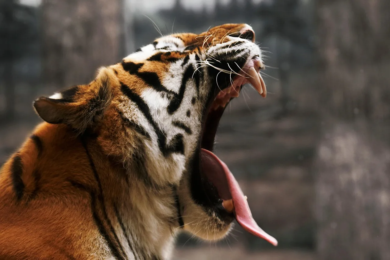 Bengal kaplanı esnerken doğal ortamında - vahşi kedi fotoğrafı