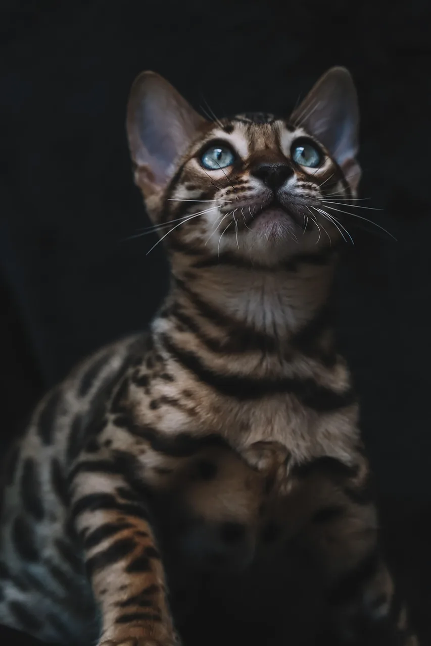 Bengal kedisi doğal ortamda poz veren