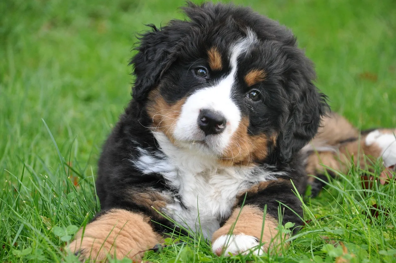 Bernese dağ köpeği yeşil doğa içinde - büyük aile fotoğrafı