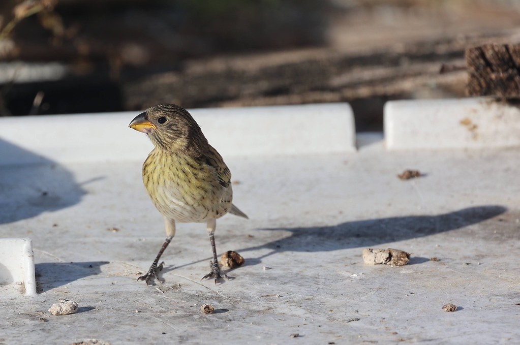 Beton Zeminde Tek Başına Duran Küçük Yeşilimsi Kuş Yakın Çekim