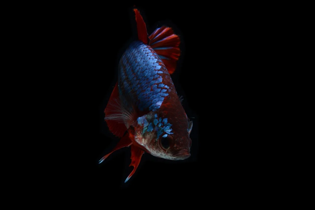 Betta balığı kırmızı renkli akvaryum fotoğrafı